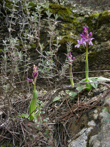 <i>Orchis mascula</i> (L.) L. subsp. <i>olbiensis</i> (Reut. ex Gren.) Asch. & Graebn.
