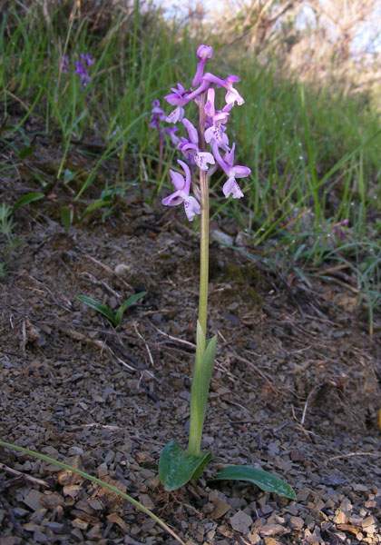 <i>Orchis mascula</i> (L.) L. subsp. <i>olbiensis</i> (Reut. ex Gren.) Asch. & Graebn.