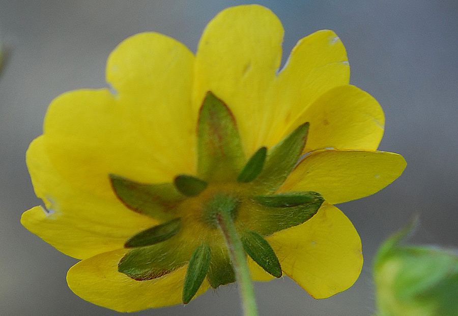 <i>Potentilla aurea</i> L. subsp. <i>aurea</i>