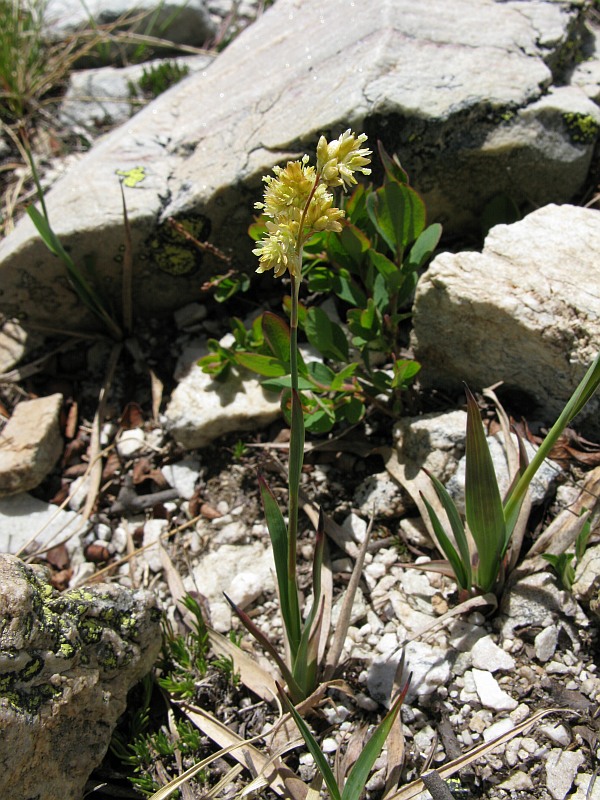 <i>Luzula lutea</i> (All.) DC. subsp. <i>lutea</i>