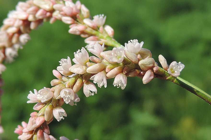 <i>Persicaria lapathifolia</i> (L.) Delarbre