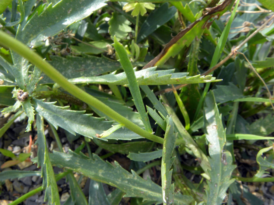 <i>Leucanthemum pachyphyllum</i> Marchi & Illum.