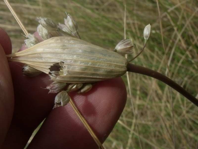 <i>Allium savii</i> Parl.