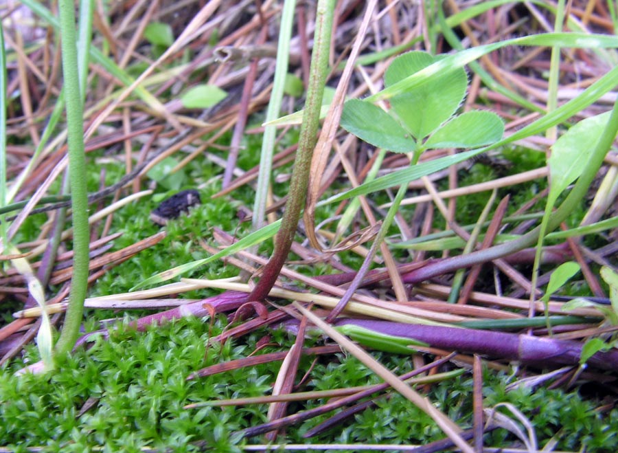 <i>Trifolium repens</i> L.