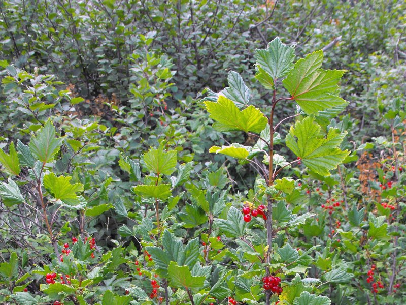 <i>Ribes rubrum</i> L.