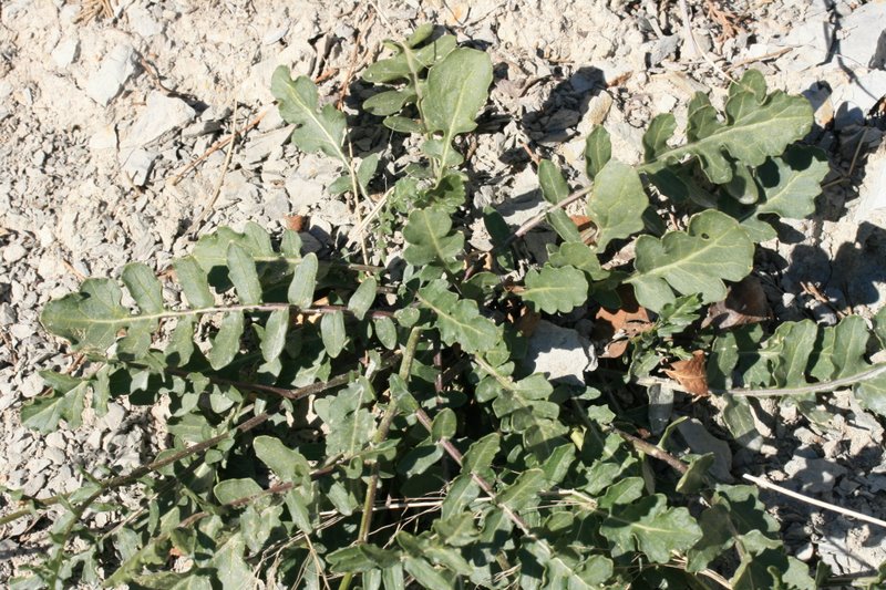<i>Erucastrum nasturtiifolium</i> (Poir.) O.E.Schulz subsp. <i>benacense</i> F.Martini & F.Fen.