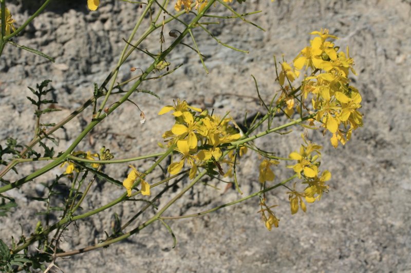 <i>Erucastrum nasturtiifolium</i> (Poir.) O.E.Schulz subsp. <i>benacense</i> F.Martini & F.Fen.