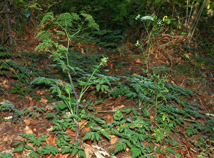 <i>Chaerophyllum temulum</i> L.