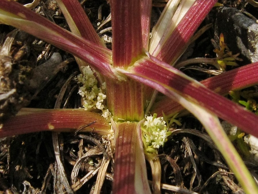 <i>Trinia glauca</i> (L.) Dumort. subsp. <i>glauca</i>