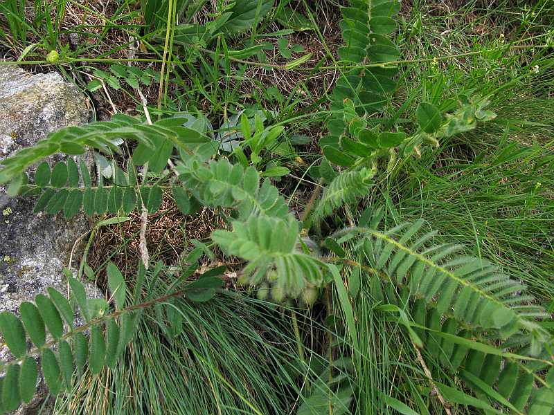 <i>Astragalus exscapus</i> L. subsp. <i>exscapus</i>