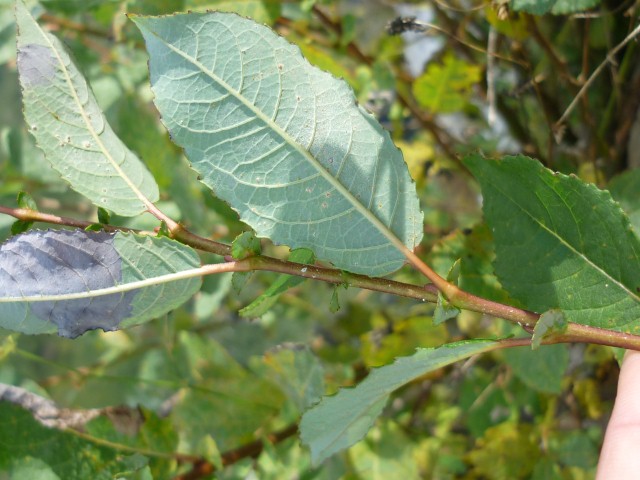 <i>Salix myrsinifolia</i> Salisb.