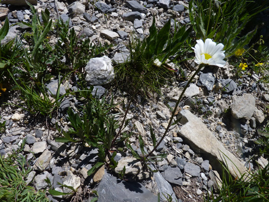 <i>Leucanthemum coronopifolium</i> Vill. subsp. <i>coronopifolium</i>