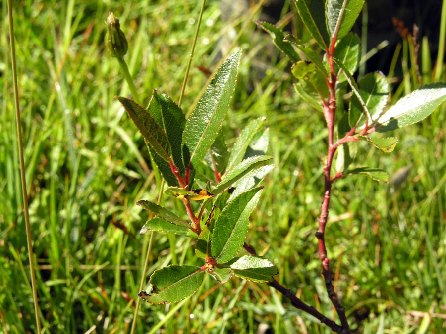 <i>Salix foetida</i> Schleich. ex DC.