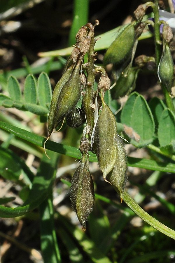 <i>Astragalus alpinus</i> L.