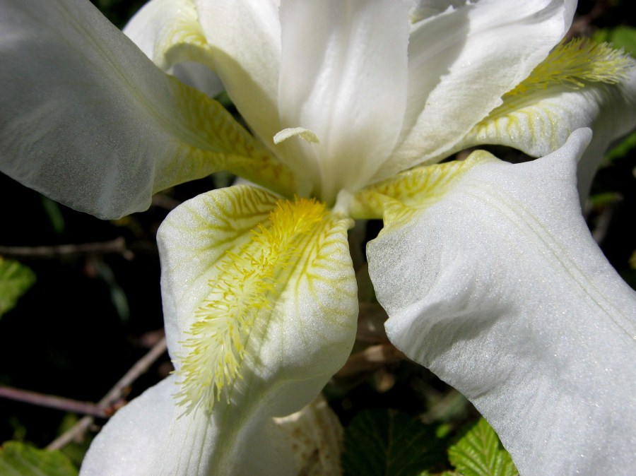 <i>Iris florentina</i> L.