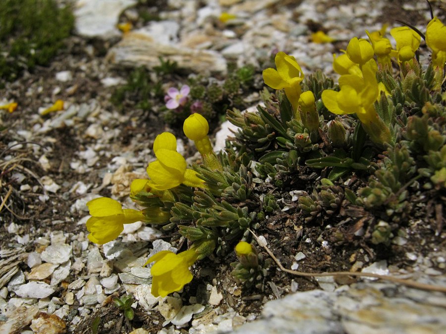<i>Androsace vitaliana</i> (L.) Lapeyr. subsp. <i>cinerea</i> (Sünd.) Kress