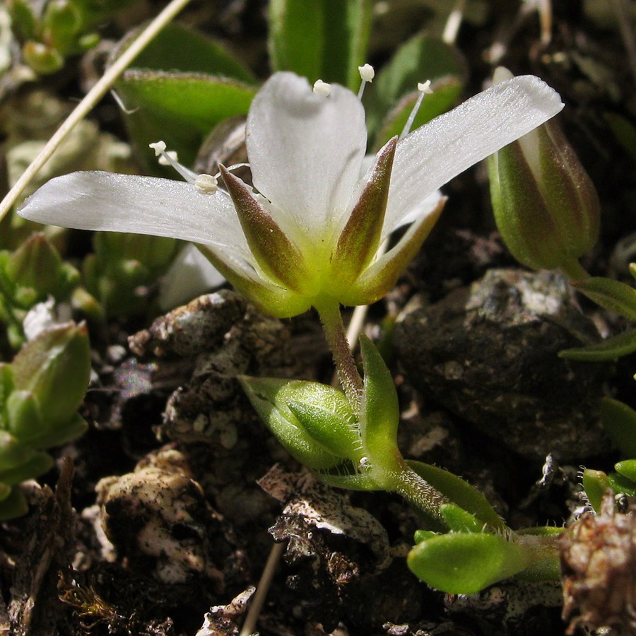 <i>Arenaria ciliata</i> L.