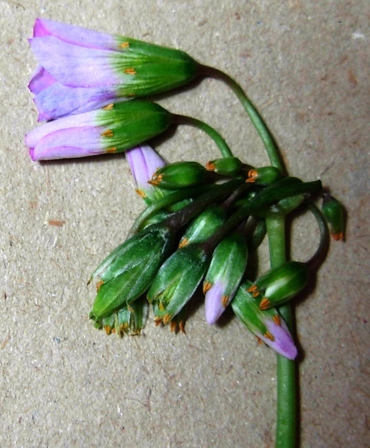 <i>Oxalis latifolia</i> Kunth
