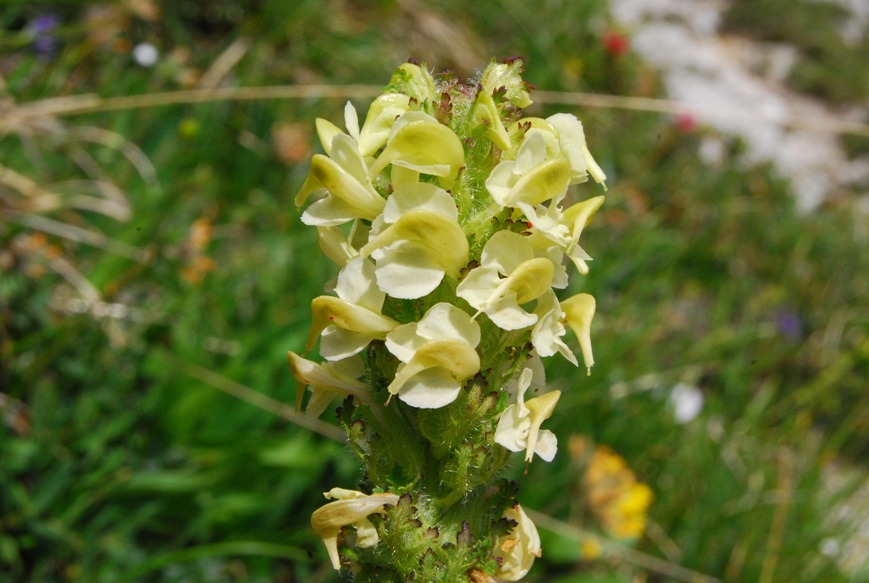 <i>Pedicularis elongata</i> A.Kern. subsp. <i>julica</i> (E.Mayer) Hartl