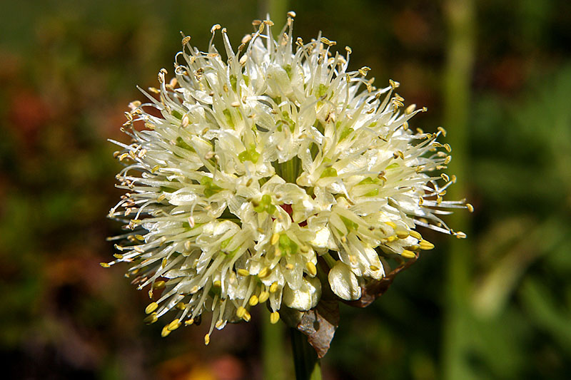 <i>Allium victorialis</i> L.