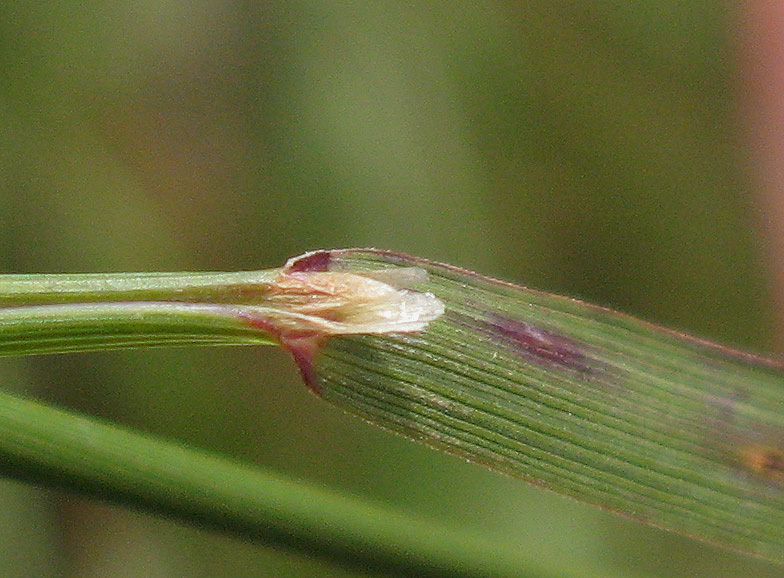 <i>Agrostis capillaris</i> L. subsp. <i>capillaris</i>