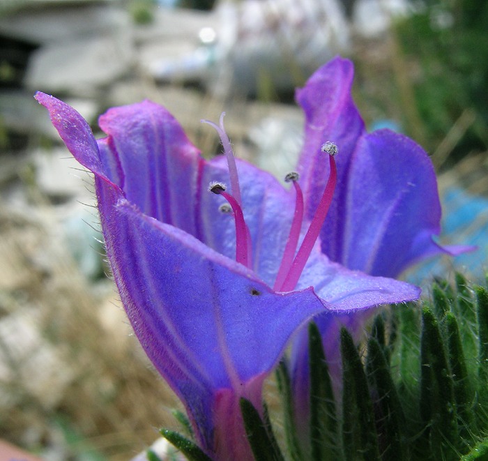 <i>Echium vulgare</i> L. subsp. <i>pustulatum</i> (Sm.) Bonnier & Layens