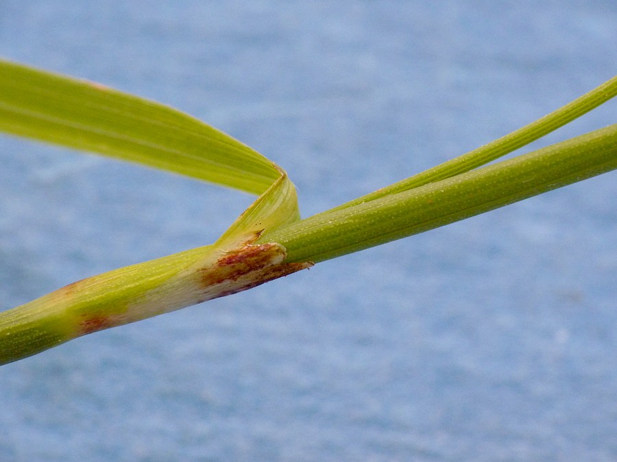 <i>Carex flacca</i> Schreb. subsp. <i>flacca</i>