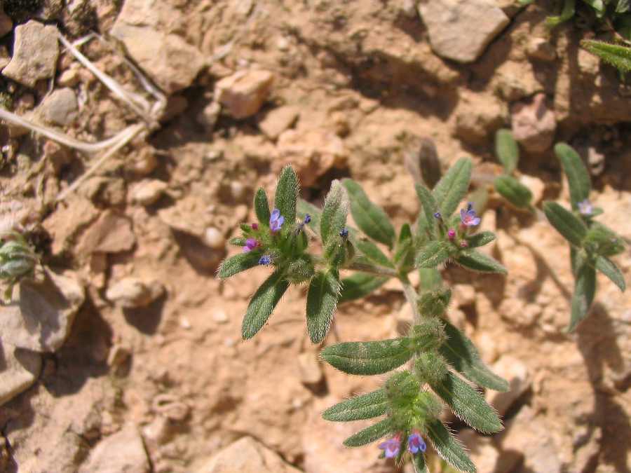 <i>Buglossoides tenuiflora</i> (L.f.) I.M.Johnst.