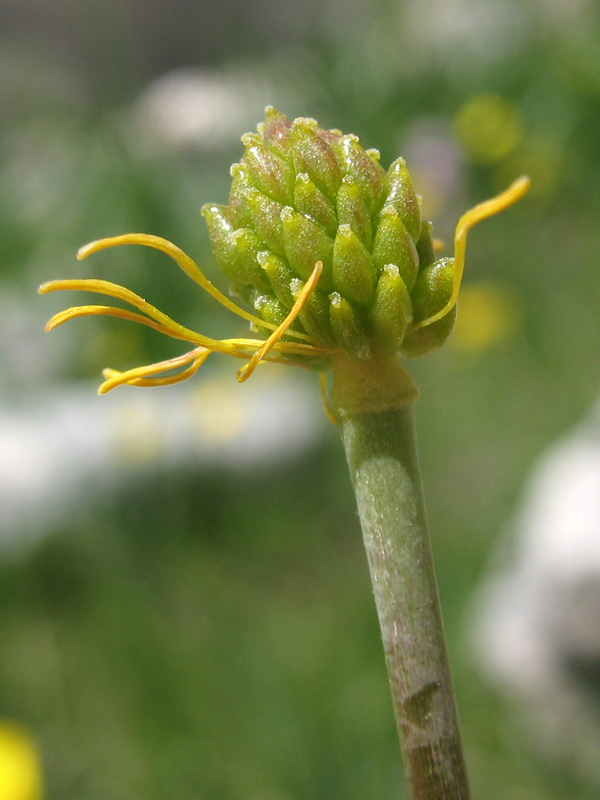 <i>Ranunculus gramineus</i> L.