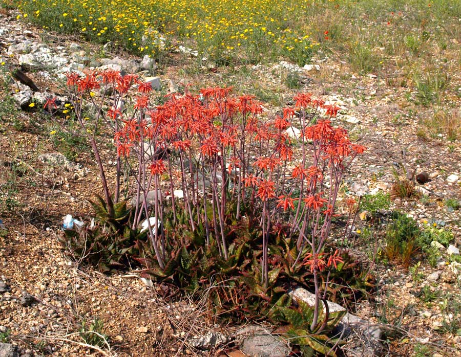 <i>Aloë maculata</i> All. subsp. <i>maculata</i>