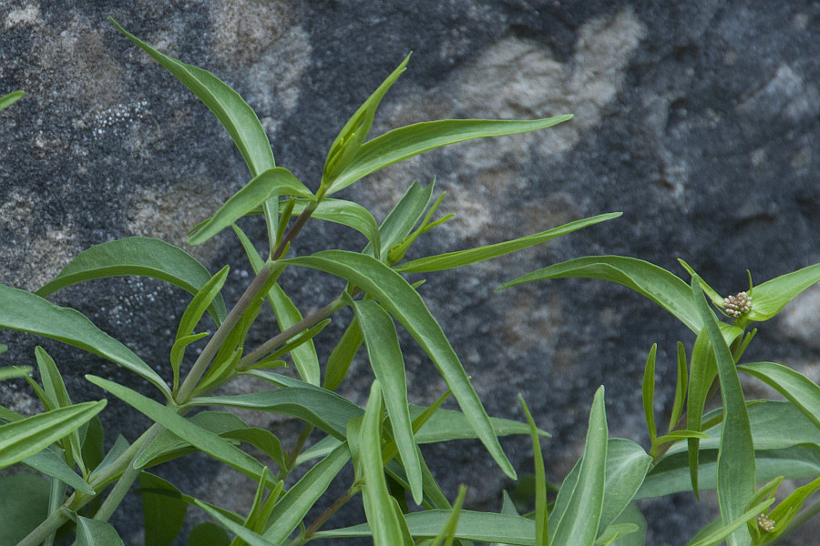 <i>Centranthus amazonum</i> Fridl. & A.Raynal
