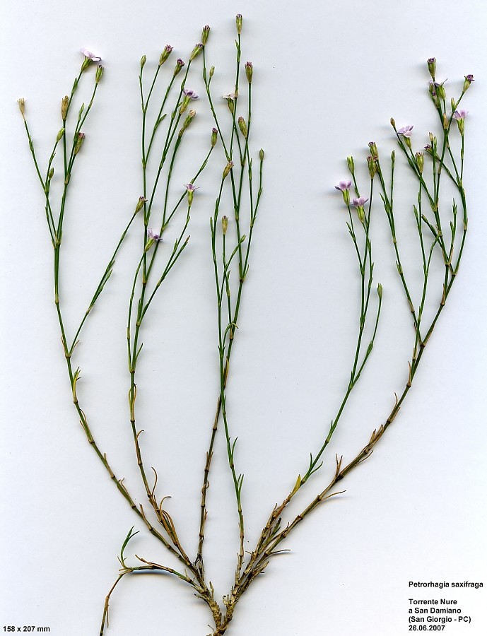 <i>Petrorhagia saxifraga</i> (L.) Link subsp. <i>saxifraga</i>