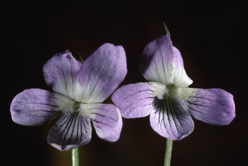 <i>Viola pumila</i> Chaix