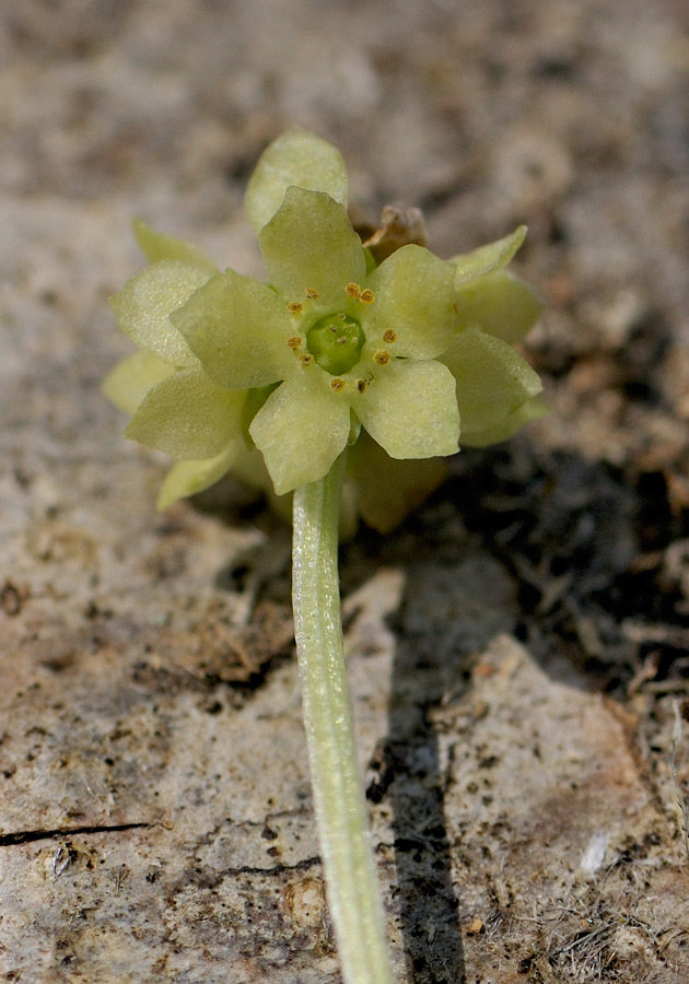 <i>Adoxa moschatellina</i> L. subsp. <i>moschatellina</i>
