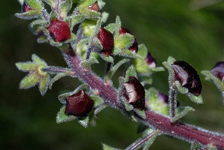 <i>Verbascum phoeniceum</i> L.