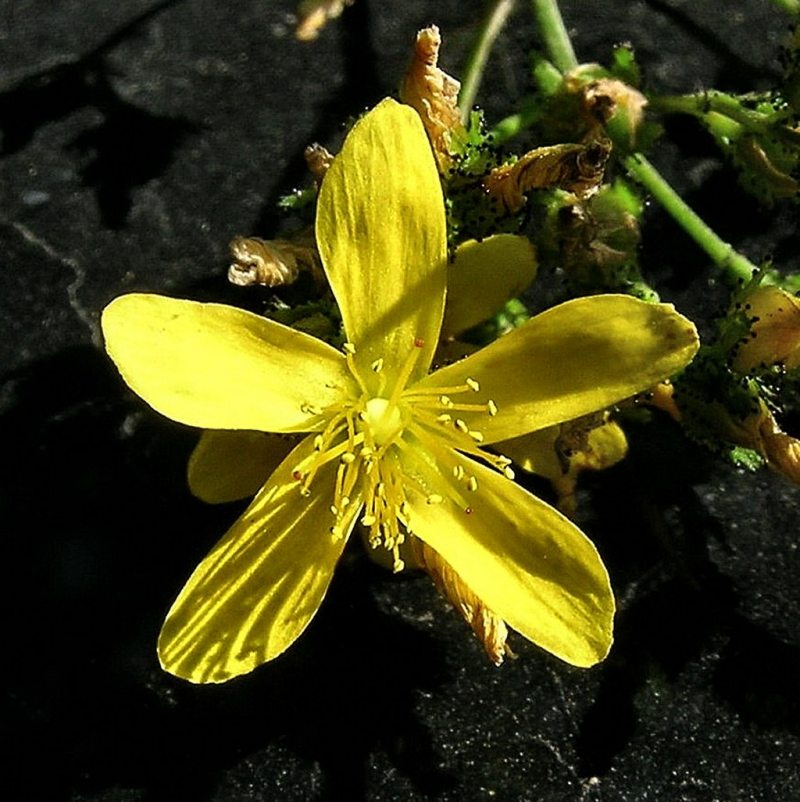 <i>Hypericum montanum</i> L.