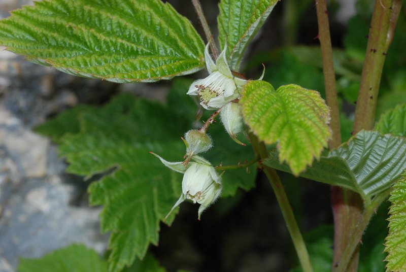 <i>Rubus idaeus</i> L. subsp. <i>idaeus</i>