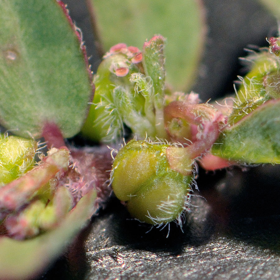 <i>Euphorbia prostrata</i> Aiton