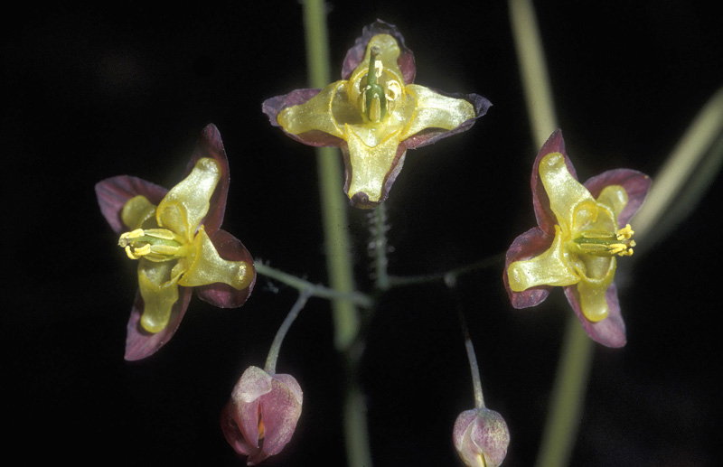 <i>Epimedium alpinum</i> L. subsp. <i>alpinum</i>