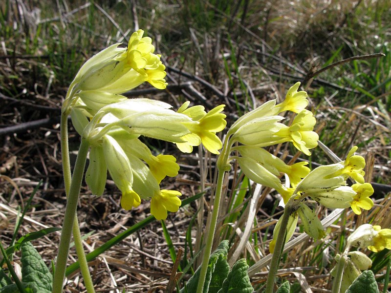 <i>Primula veris</i> L. subsp. <i>columnae</i> (Ten.) Maire & Petitm.