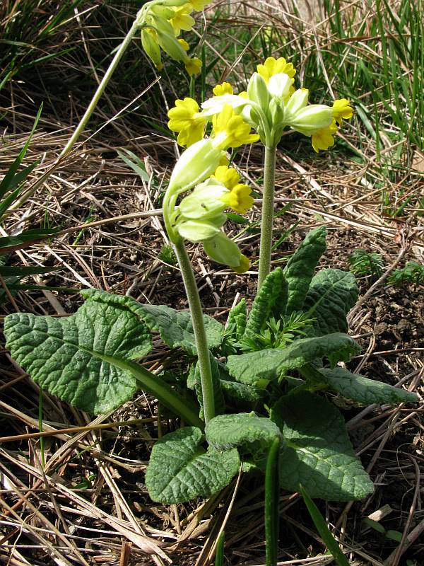 <i>Primula veris</i> L. subsp. <i>columnae</i> (Ten.) Maire & Petitm.