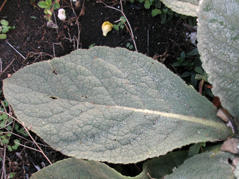 <i>Verbascum thapsus</i> L. subsp. <i>thapsus</i>