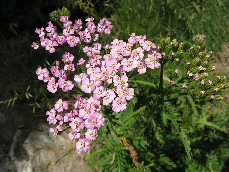 <i>Achillea distans</i> Waldst. & Kit. ex Willd. subsp. <i>stricta</i> (Gremli) Janch.