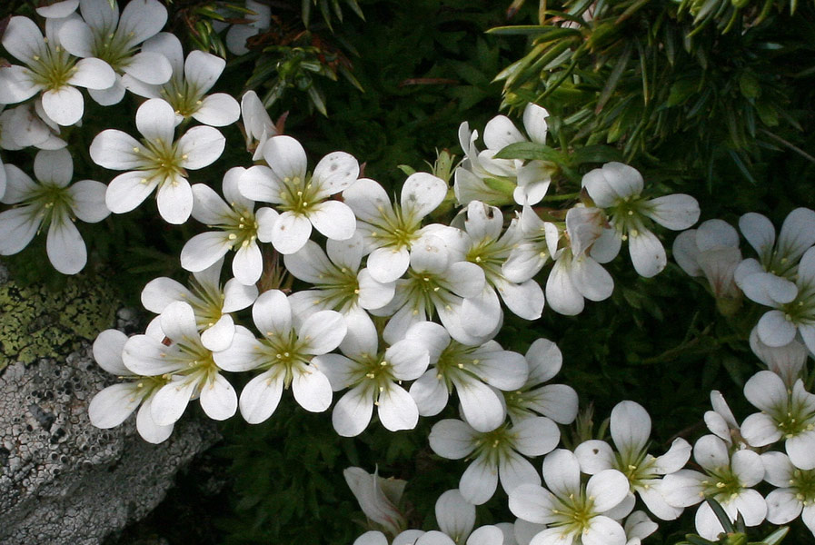 <i>Saxifraga pedemontana</i> All. subsp. <i>cervicornis</i> (Viv.) Engl.