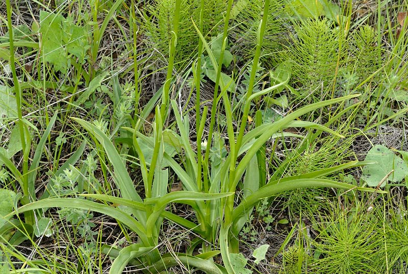 <i>Gymnadenia conopsea</i> (L.) R.Br.