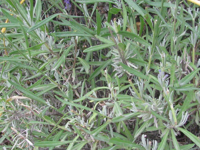 <i>Lavandula angustifolia</i> Mill.