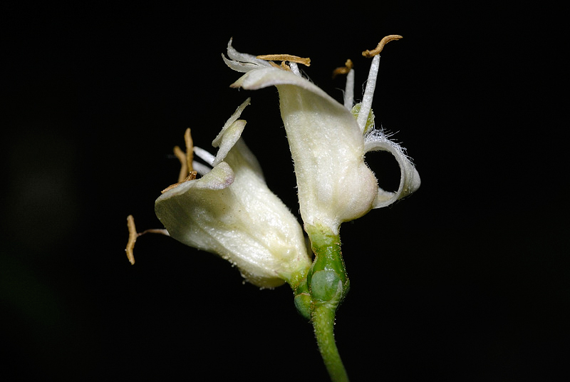 <i>Lonicera nigra</i> L.