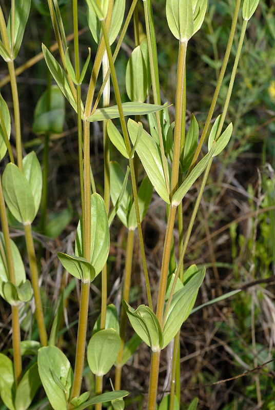 <i>Centaurium erythraea</i> Rafn subsp. <i>erythraea</i>