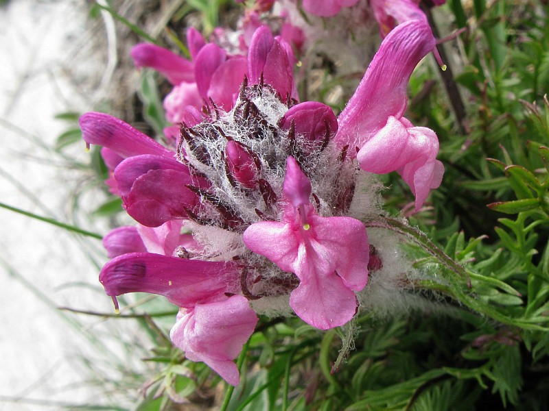 <i>Pedicularis rosea</i> Wulfen subsp. <i>allionii</i> (Rchb.f.) Arcang.
