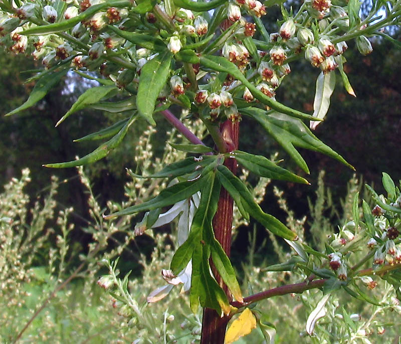 <i>Artemisia vulgaris</i> L.